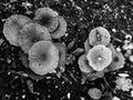 A small colony of fungi seen from above