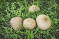 A small colony of inedible puffball mushrooms in late August