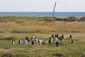 Small colony of King penguins in chilean Tierra del Fuego