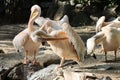 Small colony of pelicans