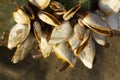 A small colony of sea shells on a plastic bottle on sand of the