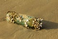 A small colony of sea shells on a plastic bottle on sand of the Royalty Free Stock Photo