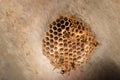 Small colony of wild wasps building nest under the roof. Close-up view