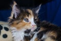 Small color kitten Royalty Free Stock Photo