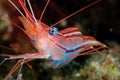 A small colored shrimp in a night dive