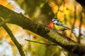 Small colorful bird, a blue tit Royalty Free Stock Photo