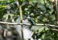 A green kingfisher Chloroceryle americana, perching on a branch