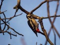 Small colorful bird perched on a gnarled tree branch in a bkue sky