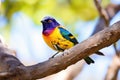 a small colorful bird perched on a tree branch Royalty Free Stock Photo