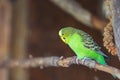A small colorful budgerigar parrot sits on a tree branch Royalty Free Stock Photo