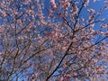 Small Colorful Cherry Blossoms and Blue Sky in February Before Spring