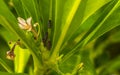 Small colorful cicadas on green leaves of a plant Mexico