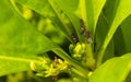 Small colorful cicadas on green leaves of a plant Mexico