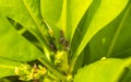 Small colorful cicadas on green leaves of a plant Mexico