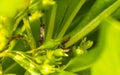 Small colorful cicadas on green leaves of a plant Mexico