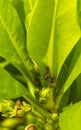 Small colorful cicadas on green leaves of a plant Mexico