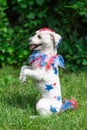 Small colorful dog begging outside