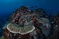 Colorful fish and Healthy Corals on Reef Royalty Free Stock Photo