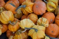 Small colorful gourds Royalty Free Stock Photo