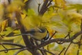 Small and colorful great tit bird with yellow black and white feathers sitting on small branch of high and old tree Royalty Free Stock Photo