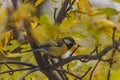 Small and colorful great tit bird with yellow black and white feathers sitting on small branch of high and old tree Royalty Free Stock Photo