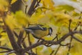 Small and colorful great tit bird with yellow black and white feathers sitting on small branch of high and old tree Royalty Free Stock Photo