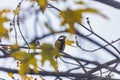 Small and colorful great tit bird with yellow black and white feathers sitting on small branch of high and old tree Royalty Free Stock Photo