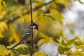 Small and colorful great tit bird with yellow black and white feathers sitting on small branch of high and old tree Royalty Free Stock Photo