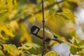 Small and colorful great tit bird with yellow black and white feathers sitting on small branch of high and old tree Royalty Free Stock Photo