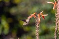 Small, colorful hummingbird captured in flight, flitting between a field of spotted aloe spikes