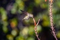 Small, colorful hummingbird captured in flight, flitting between a field of spotted aloe spikes