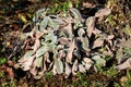 Small colorful Lambs ear or Stachys byzantina ornamental perennial plants growing next to wire fence in home garden