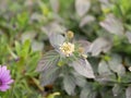 Small colorful lanthanum flowers on the street of a small town. Blooming of an unpretentious decorative flower on a cloudy spring