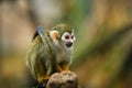 Small, Colorful, Olive Green Rainforest Monkey, Isolated Against Blurred Green Background. Close Up, Direct View. Common