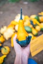 Small colorful pumpkins. Harvest season. Thanksgiving background. Halloween decorations. Royalty Free Stock Photo