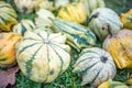 Small colorful pumpkins. Harvest season. Thanksgiving background. Halloween decorations. Royalty Free Stock Photo