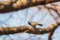 Small, colorful sparrow perched atop a gnarled tree branch, looking skyward