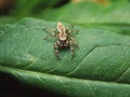 small colorful spider on a leaf Royalty Free Stock Photo