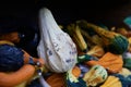 Small colorful squashes also called bitter apple or colocynth Citrullus colocynthis on wooden shelves