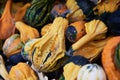 Small colorful squashes also called bitter apple or colocynth Citrullus colocynthis on wooden shelves