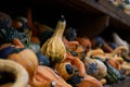 Small colorful squashes also called bitter apple or colocynth Citrullus colocynthis on wooden shelves