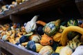 Small colorful squashes also called bitter apple or colocynth Citrullus colocynthis on wooden shelves