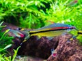 Small and colorful tetra fish swimming in the aquarium, silver color with black, yellow and red stripes Royalty Free Stock Photo