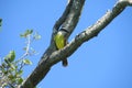 Small colorful yellow bird on the tree Royalty Free Stock Photo