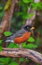 Small Colorfull Bird Sitting on a Branch in a park. Zoom. Royalty Free Stock Photo