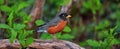 Small Colorfull Bird Sitting on a Branch in a park. Zoom. Royalty Free Stock Photo