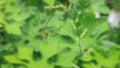 Small Colouful spider on a web