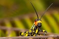 Small coloured grasshopper