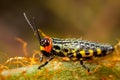 Small coloured grasshopper