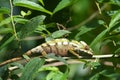 Small colourful chameleon